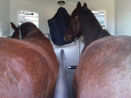 Horses_on_Duo